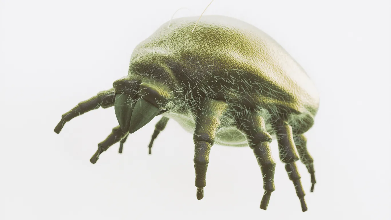 Hausstauballergie Ratgeber Übersicht