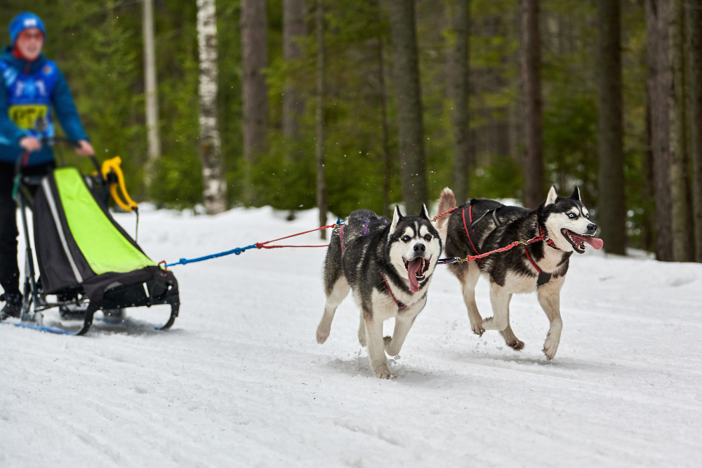 Dog Sledges