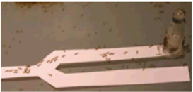 picture-1.png