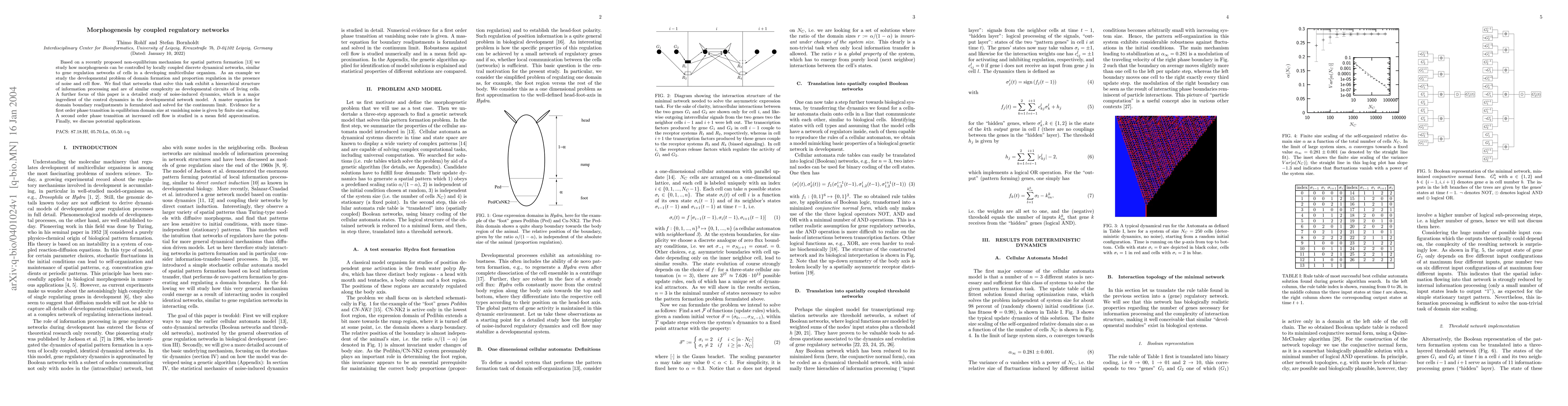 Thumbnail for Morphogenesis by coupled regulatory networks