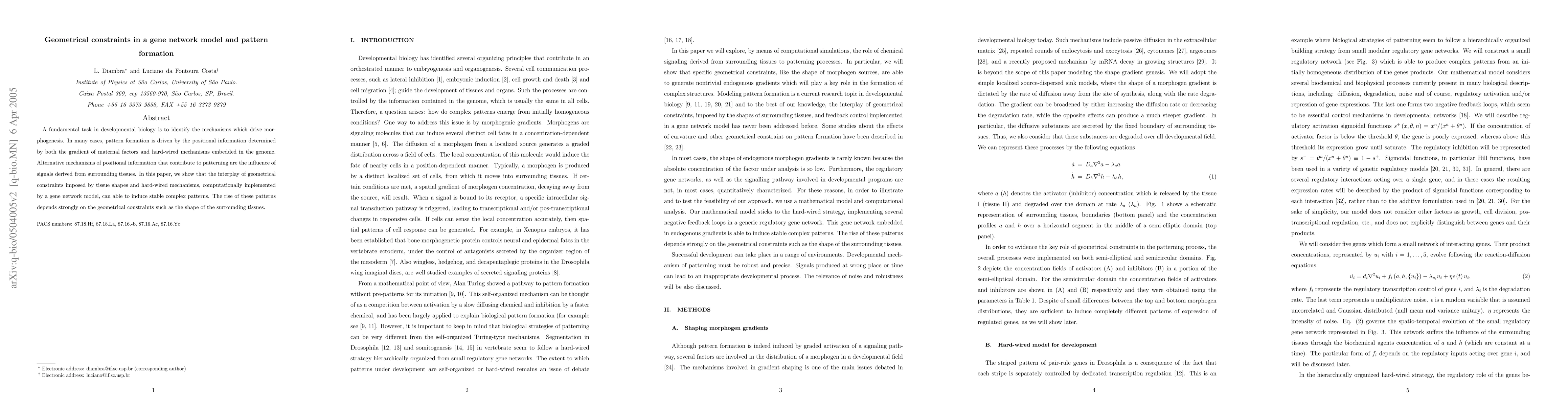 Thumbnail for Geometrical constraints in a gene network model and pattern formation