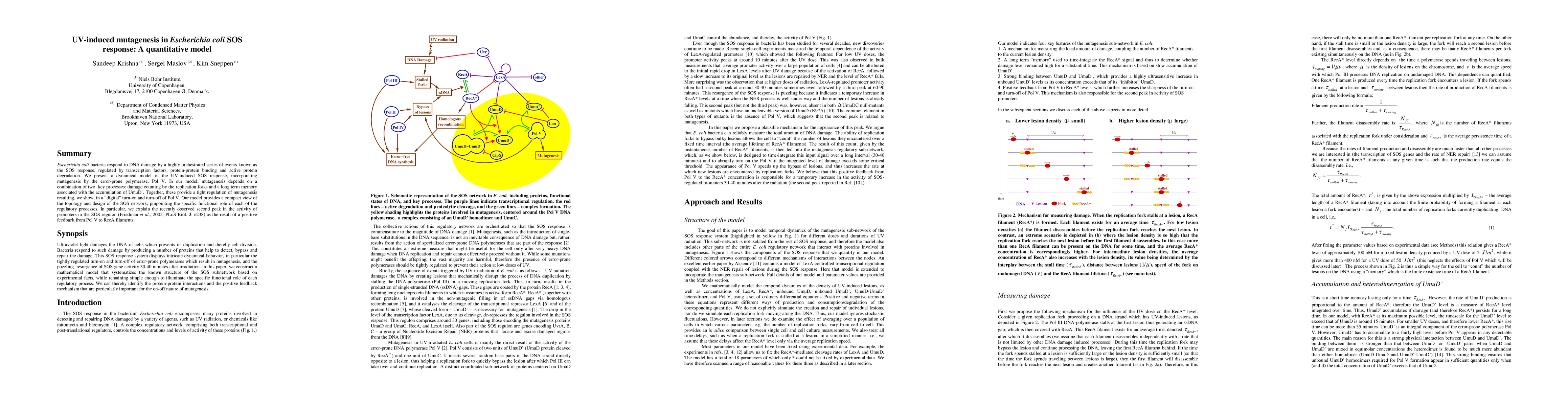 Thumbnail for UV-induced mutagenesis in Escherichia coli SOS response: A quantitative
  model