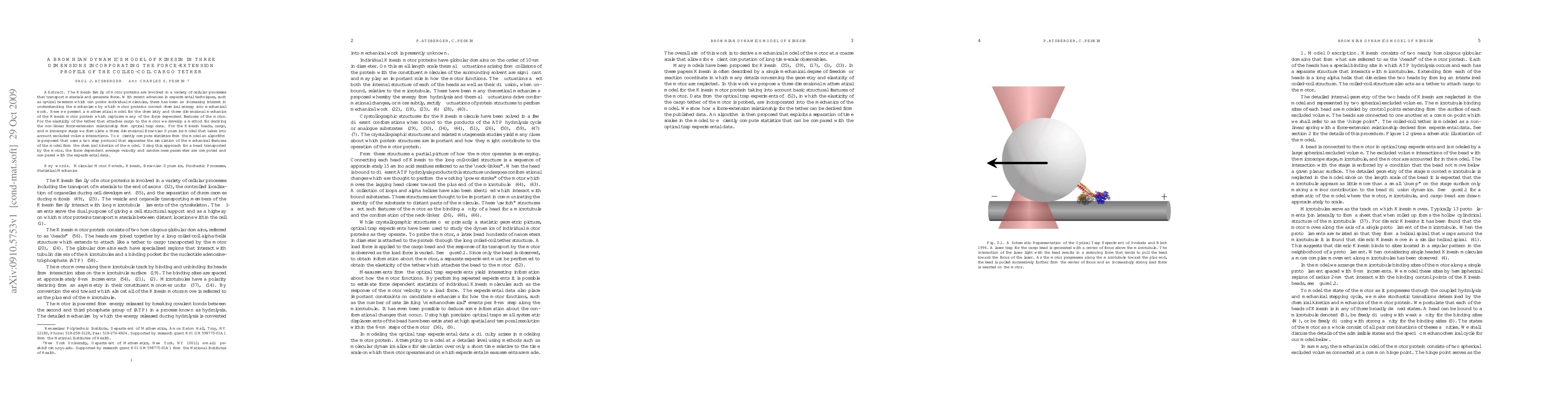 Thumbnail for A Brownian Dynamics Model of Kinesin in Three Dimensions Incorporating
  the Force-Extension Profile of the Coiled-Coil Cargo Tether