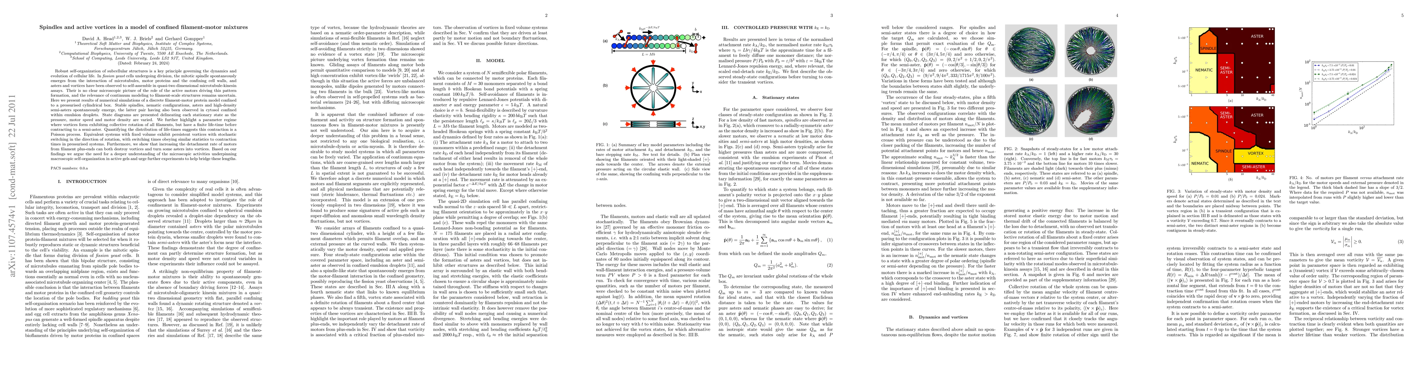Thumbnail for Spindles and active vortices in a model of confined filament-motor
  mixtures