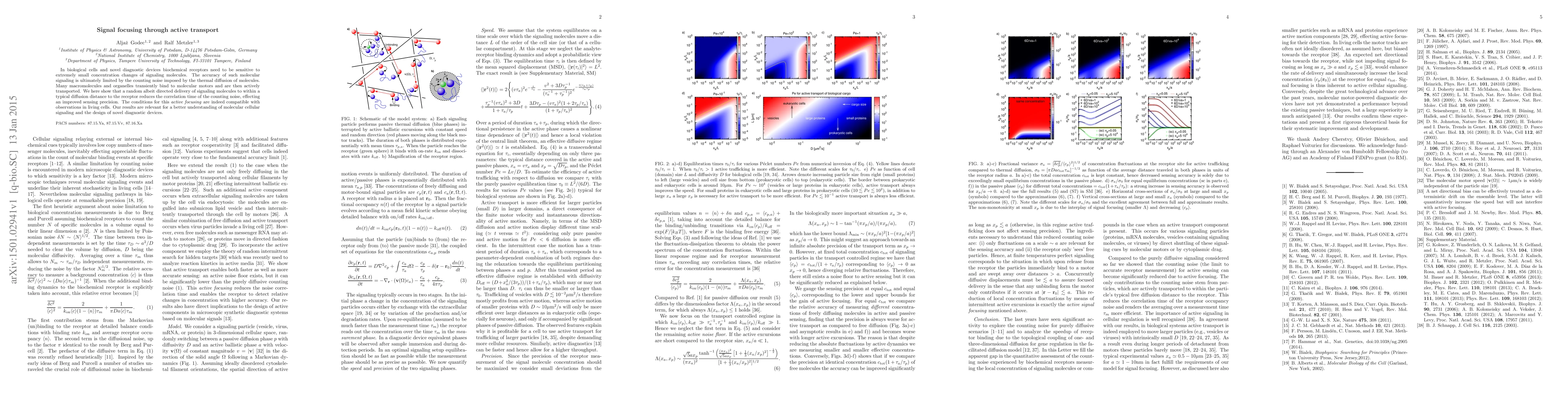 Thumbnail for Signal focusing through active transport