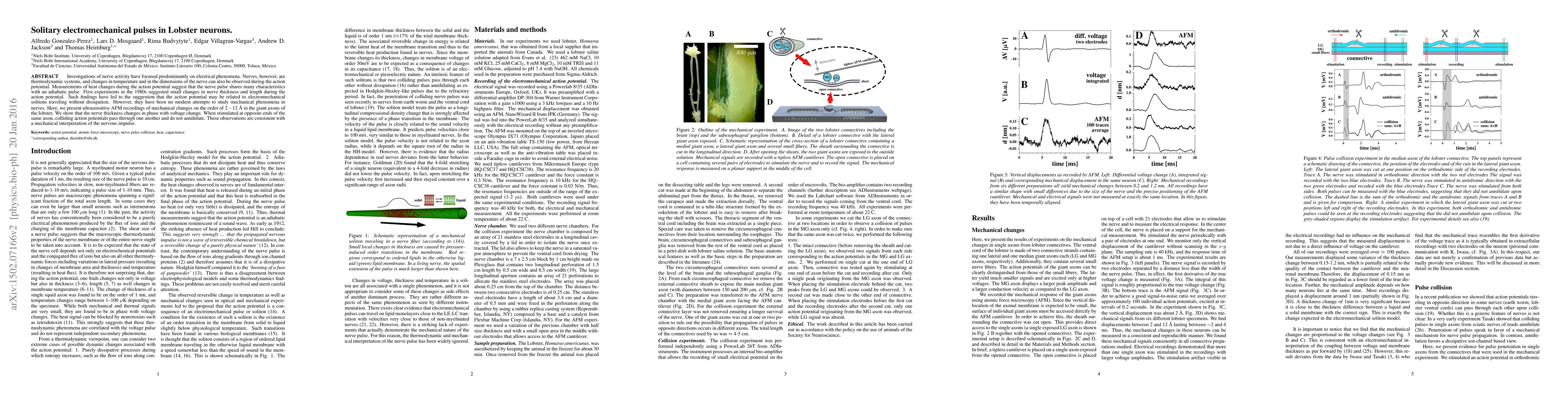 Thumbnail for Solitary electromechanical pulses in Lobster neurons