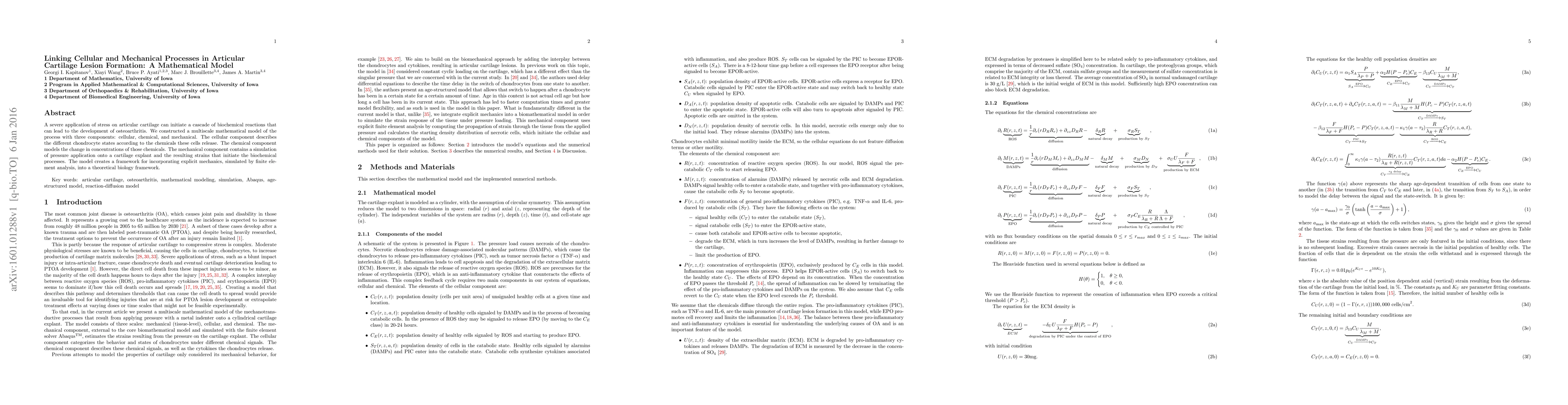 Thumbnail for Linking Cellular and Mechanical Processes in Articular Cartilage Lesion
  Formation: A Mathematical Model