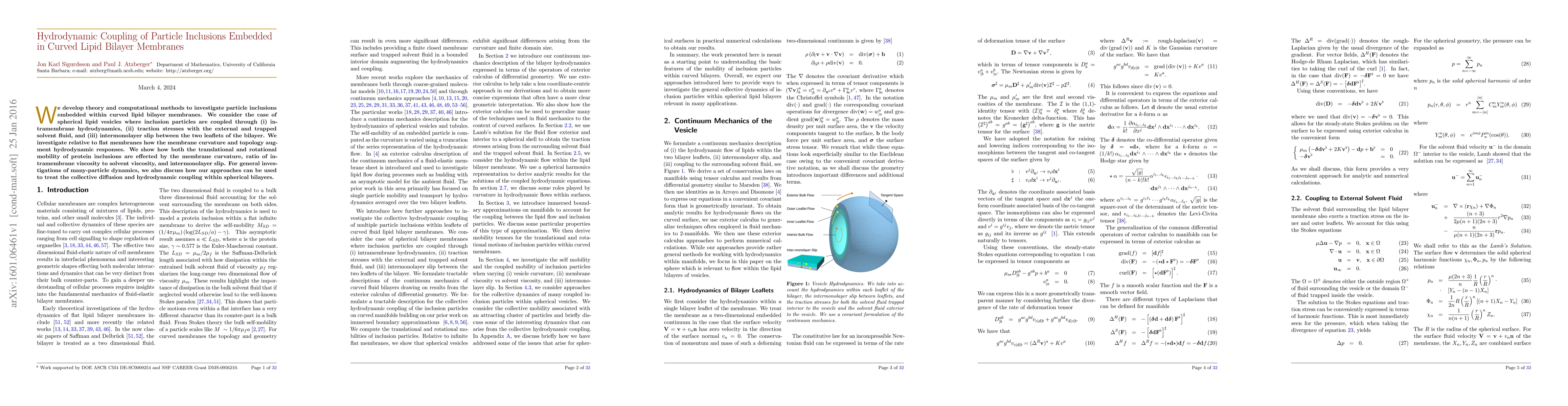 Thumbnail for Hydrodynamic Coupling of Particle Inclusions Embedded in Curved Lipid
  Bilayer Membranes