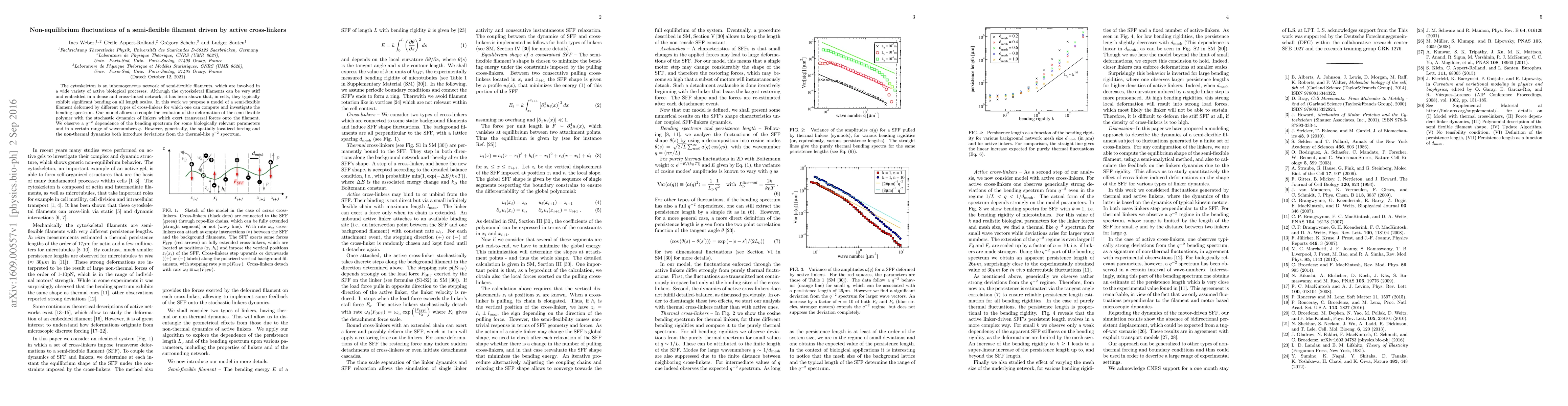 Thumbnail for Non-equilibrium fluctuations of a semi-flexible filament driven by
  active cross-linkers