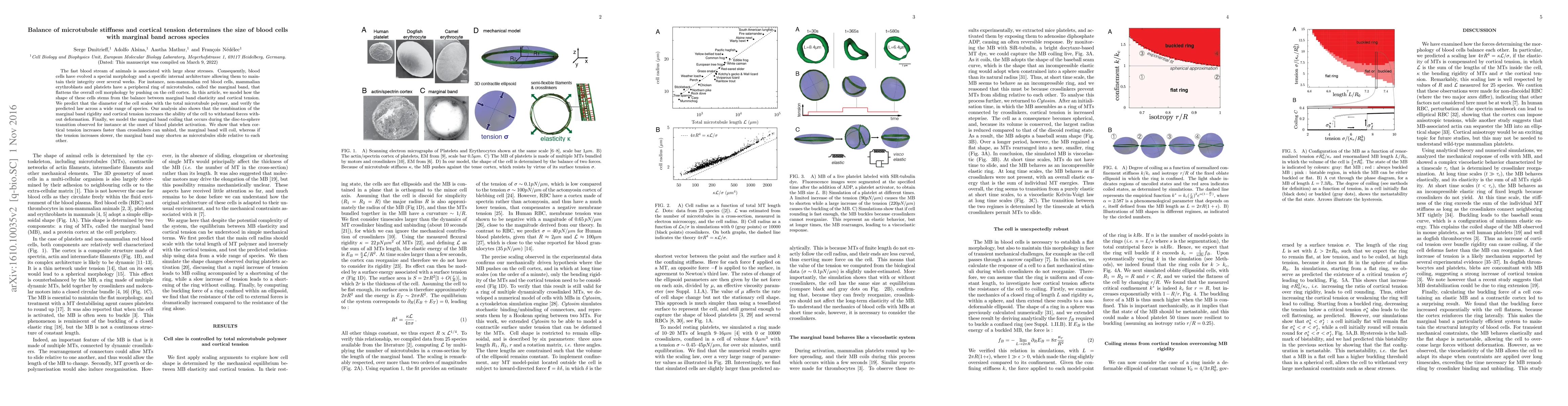 Thumbnail for Balance of microtubule stiffness and cortical tension determines the
  size of blood cells with marginal band across species