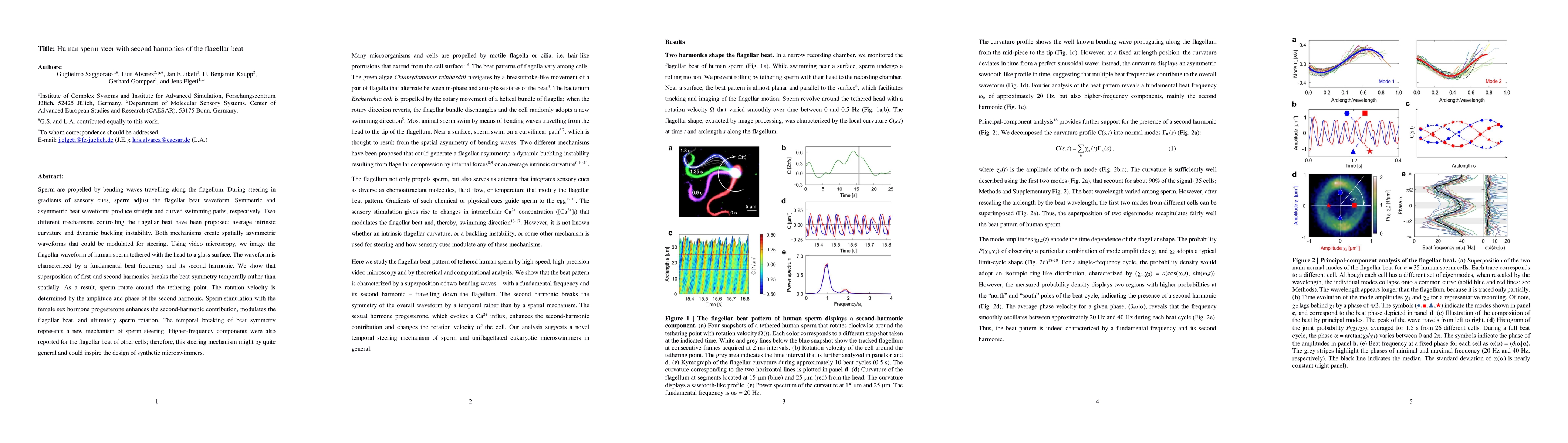Thumbnail for Human sperm steer with second harmonics of the flagellar beat