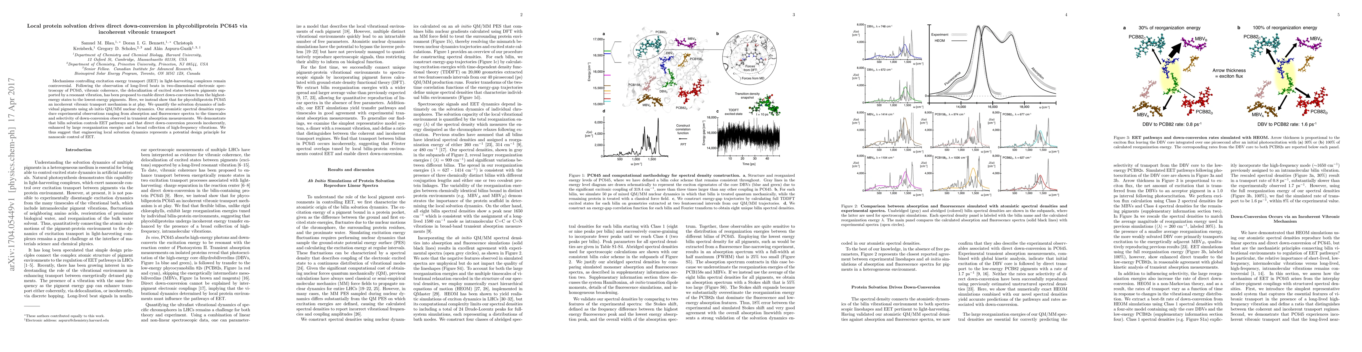 Thumbnail for Local protein solvation drives direct down-conversion in
  phycobiliprotein PC645 via incoherent vibronic transport