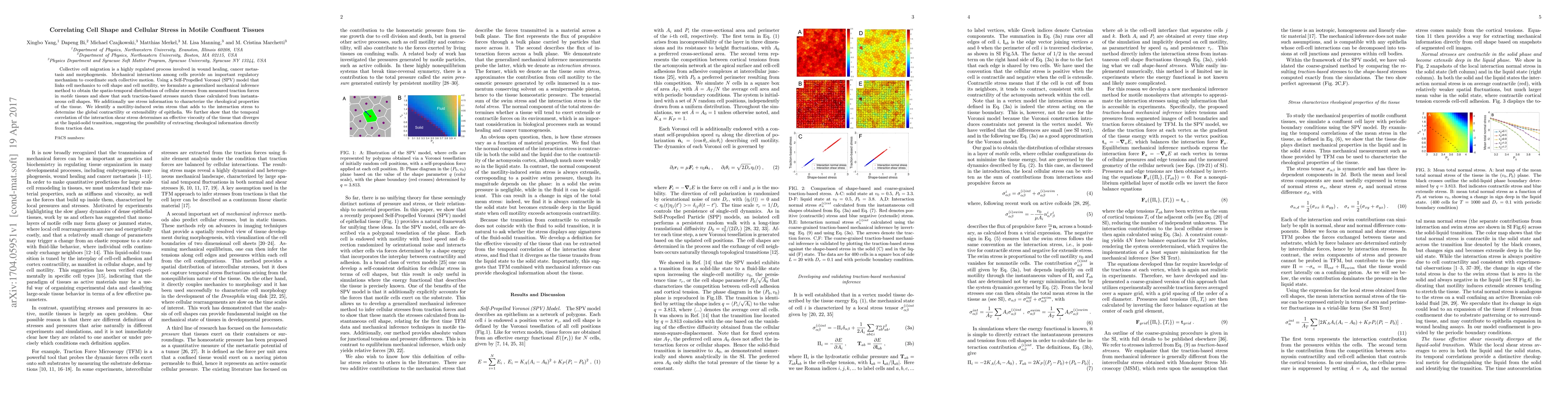 Thumbnail for Correlating Cell Shape and Cellular Stress in Motile Confluent Tissues