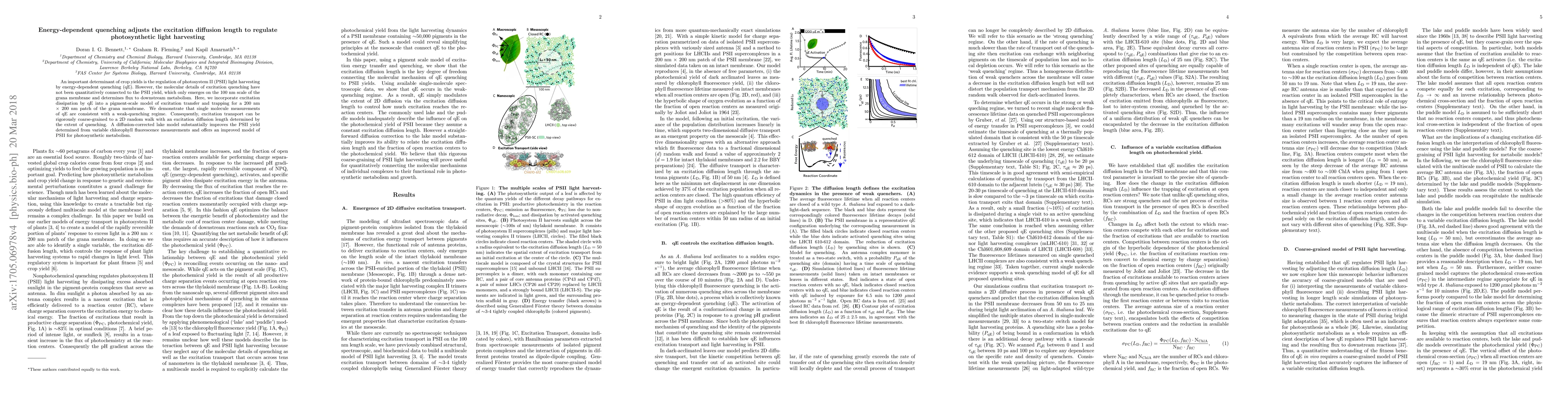 Thumbnail for Energy-dependent quenching adjusts the excitation diffusion length to
  regulate photosynthetic light harvesting