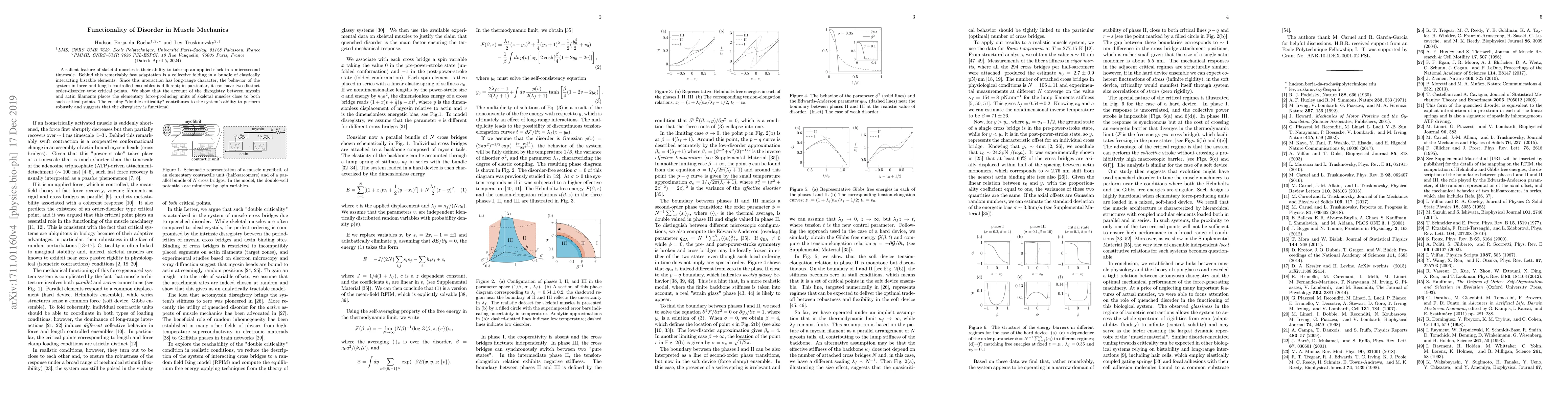 Thumbnail for Functionality of disorder in muscle mechanics