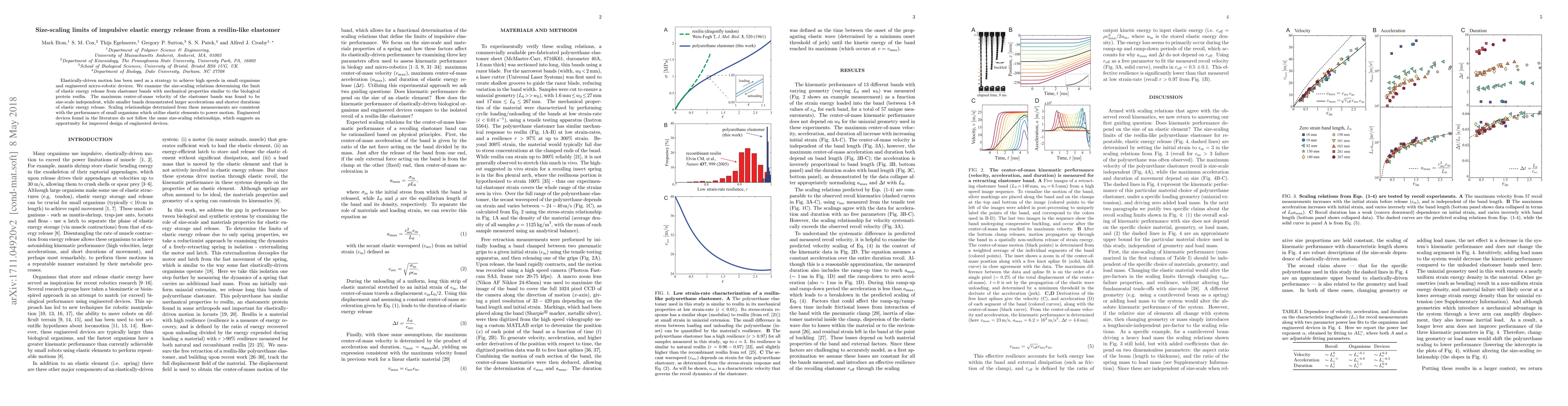 Thumbnail for Size-scaling limits of impulsive elastic energy release from a
  resilin-like elastomer