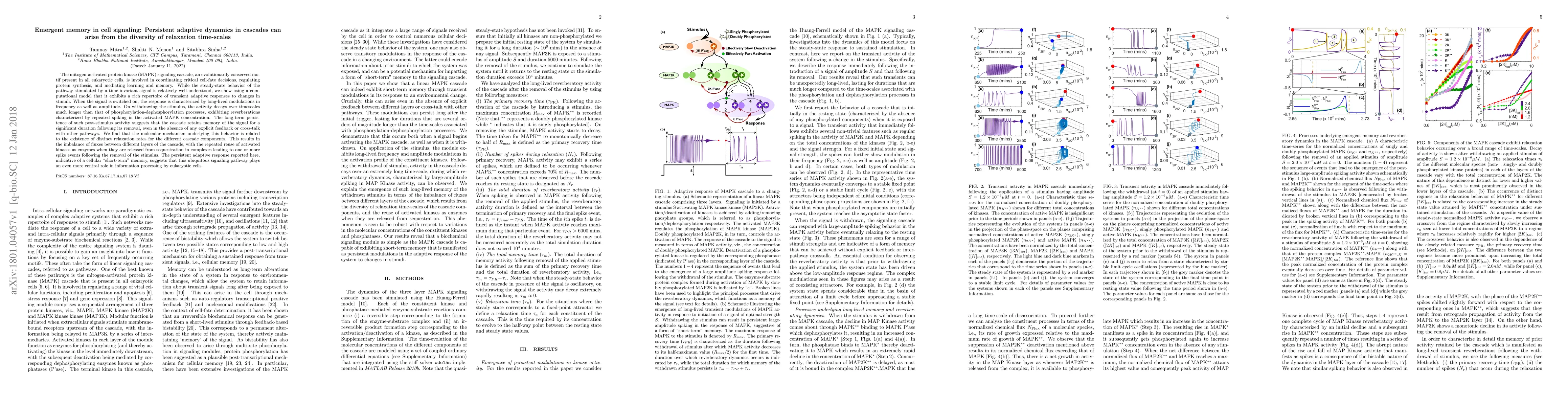 Thumbnail for Emergent memory in cell signaling: Persistent adaptive dynamics in
  cascades can arise from the diversity of relaxation time-scales