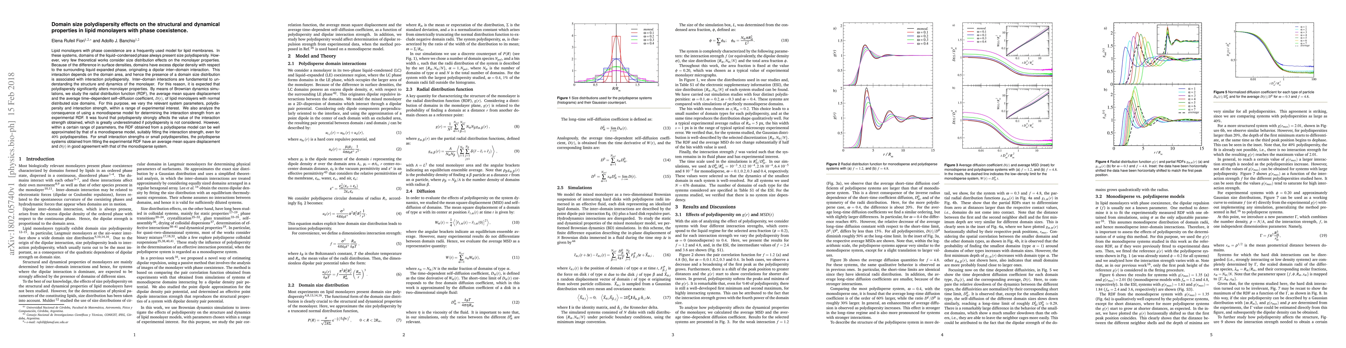 Thumbnail for Domain size polydispersity effects on the structural and dynamical
  properties in lipid monolayers with phase coexistence