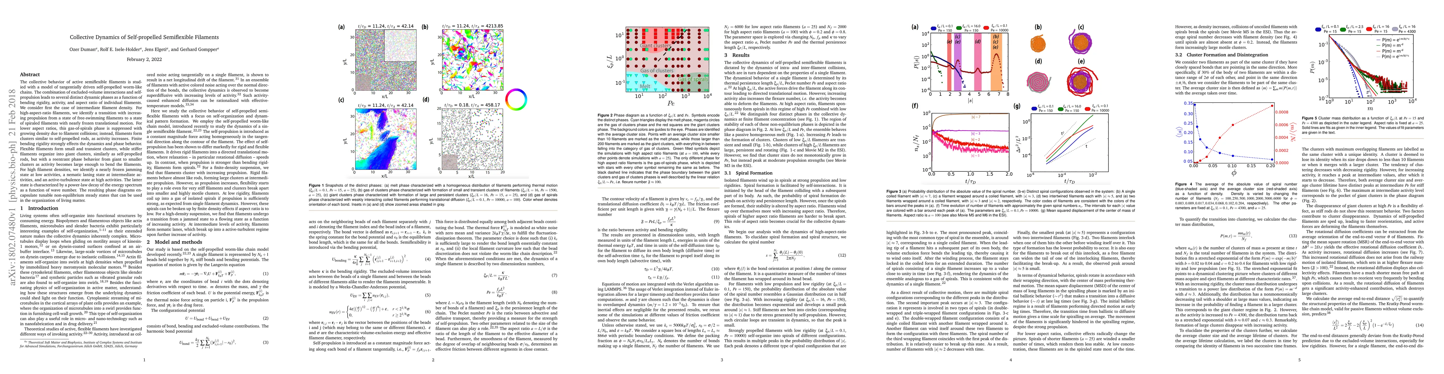 Thumbnail for Collective Dynamics of Self-propelled Semiflexible Filaments