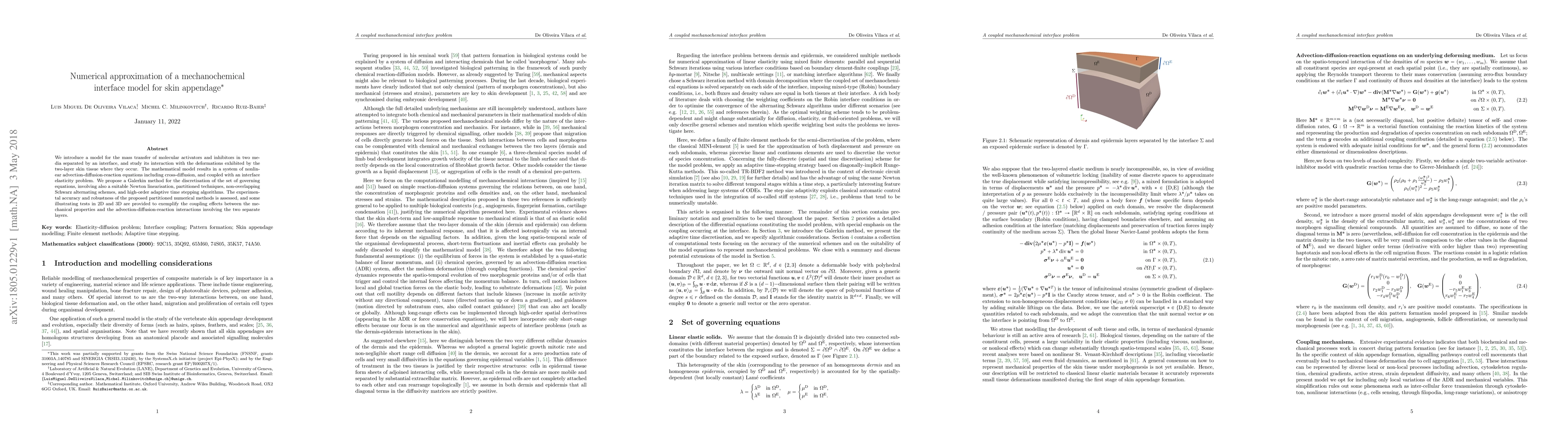 Thumbnail for Numerical approximation of a mechanochemical interface model for skin
  appendage