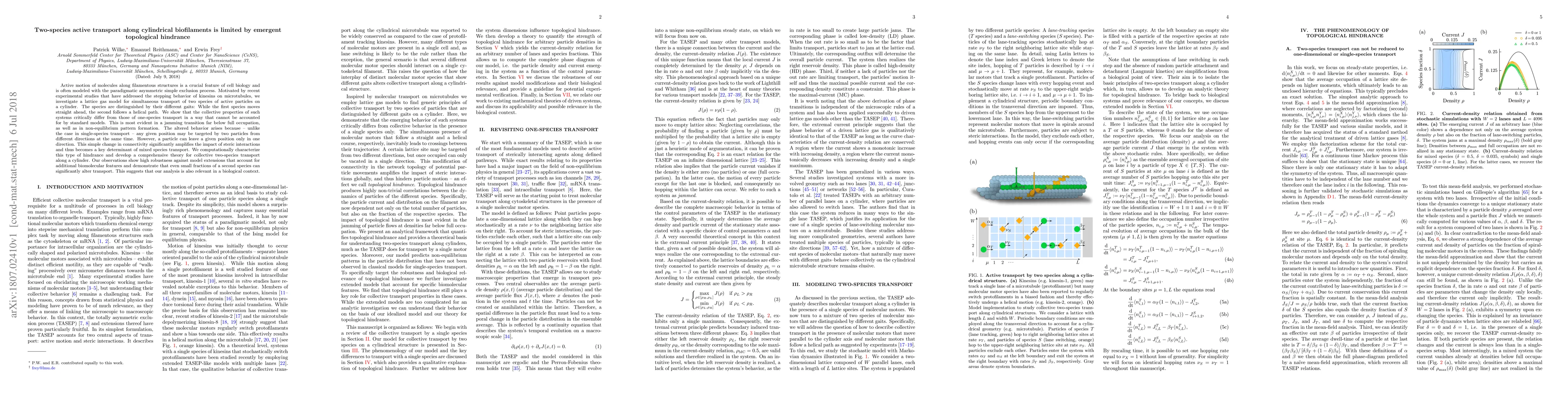 Thumbnail for Two-species active transport along cylindrical biofilaments is limited
  by emergent topological hindrance