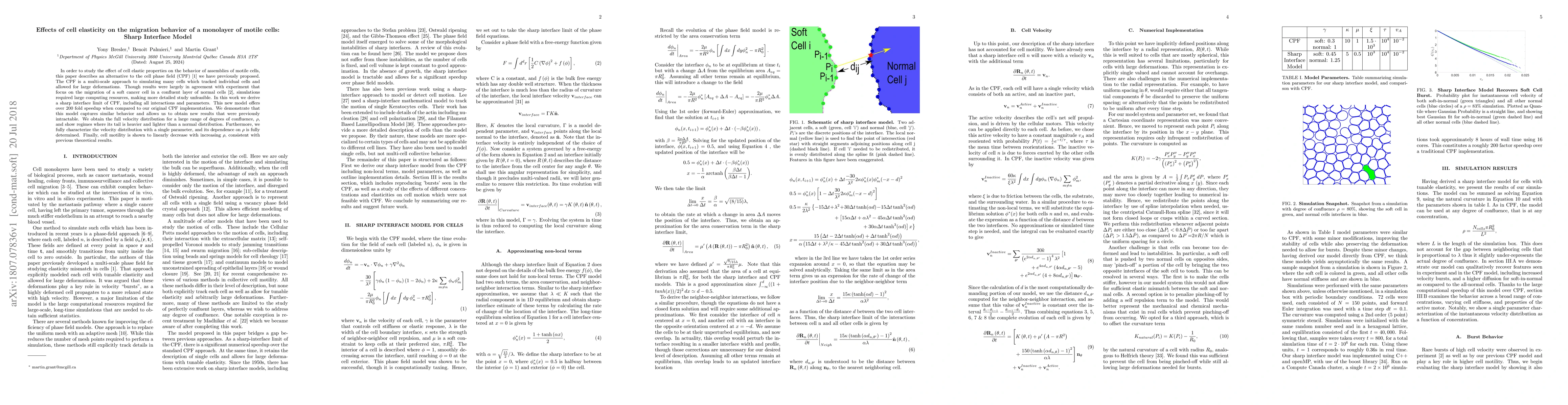 Thumbnail for Effects of cell elasticity on the migration behavior of a monolayer of
  motile cells: Sharp Interface Model