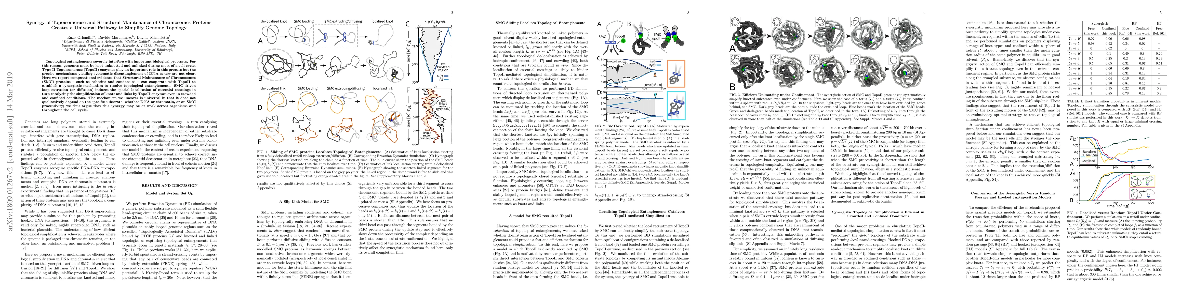 Thumbnail for Synergy of Topoisomerase and Structural-Maintenance-of-Chromosomes
  Proteins Creates a Universal Pathway to Simplify Genome Topology