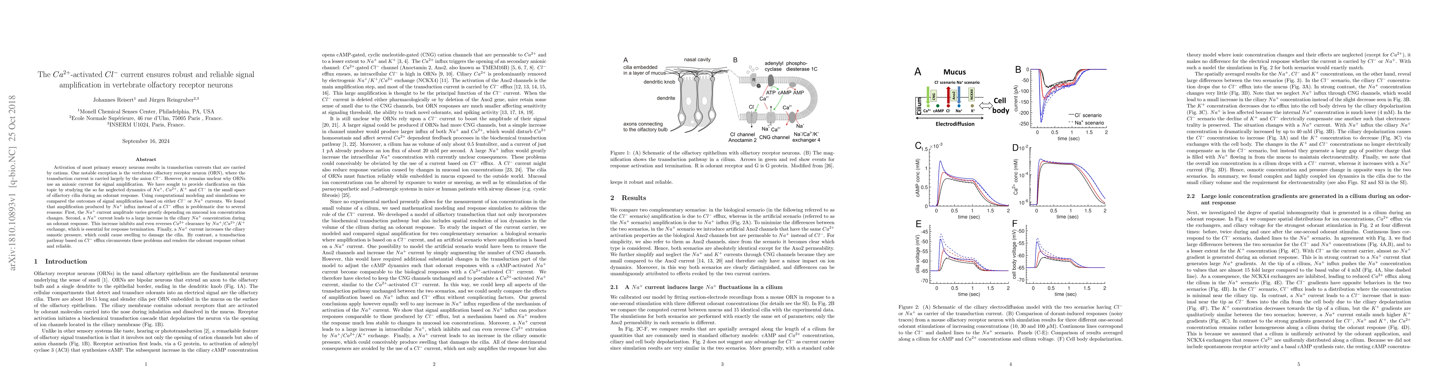 Thumbnail for The $Ca^{2+}$-activated $Cl^-$ current ensures robust and reliable
  signal amplification in vertebrate olfactory receptor neurons