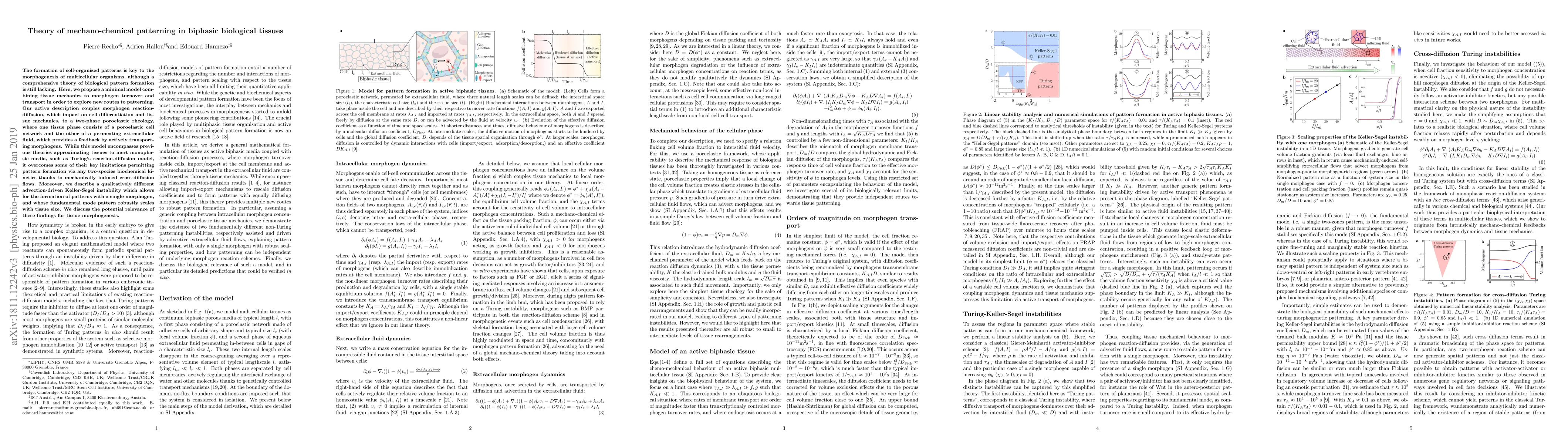 Thumbnail for Theory of mechano-chemical patterning in biphasic biological tissues