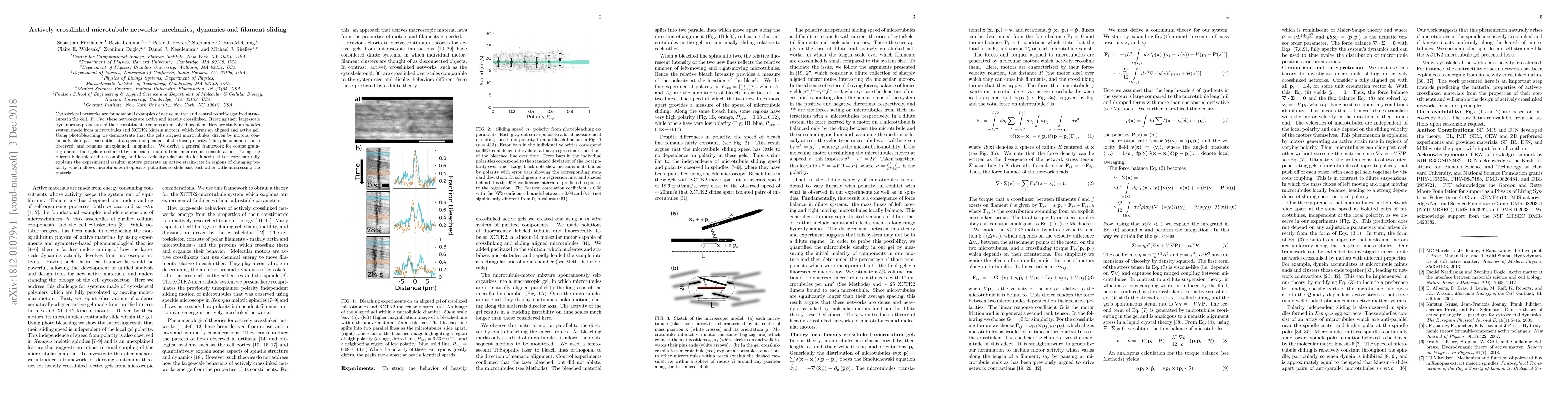 Thumbnail for Actively crosslinked microtubule networks: mechanics, dynamics and
  filament sliding