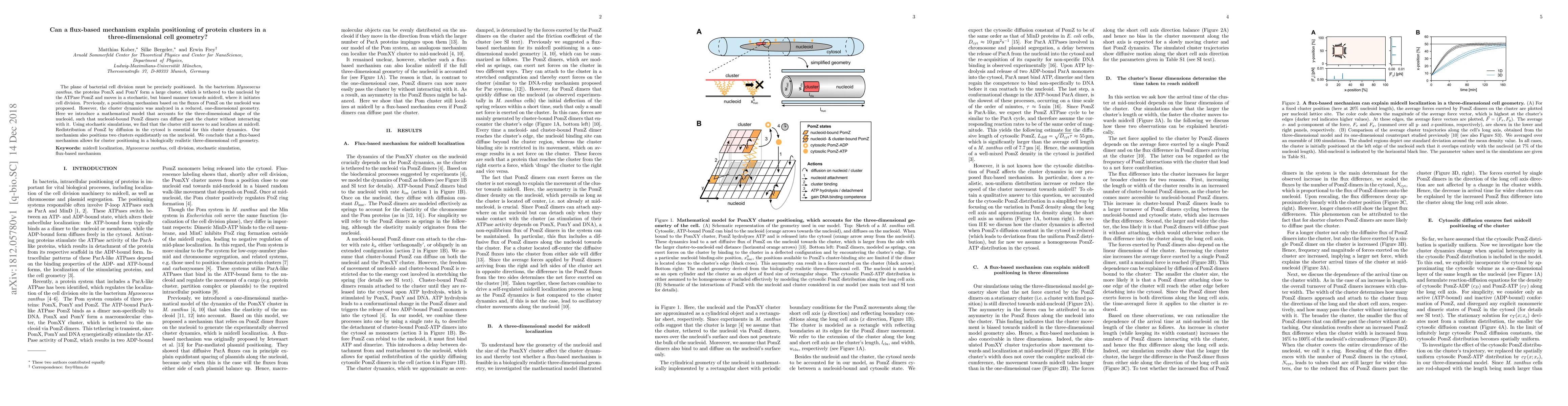 Thumbnail for Can a flux-based mechanism explain positioning of protein clusters in a
  three-dimensional cell geometry?