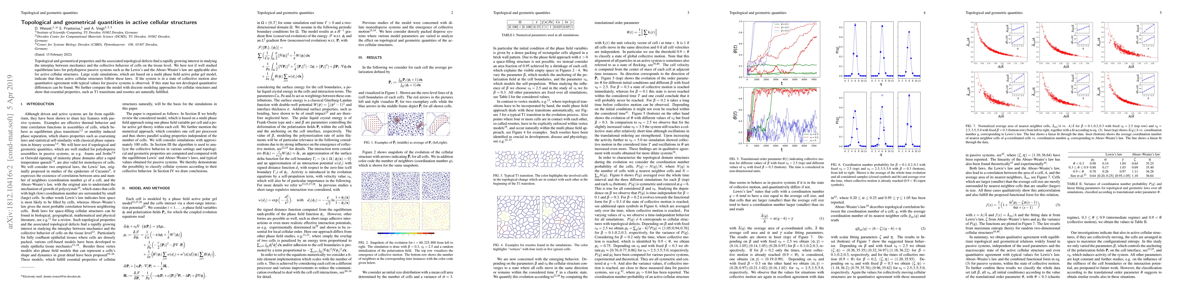 Thumbnail for Topological and geometrical quantities in active cellular structures