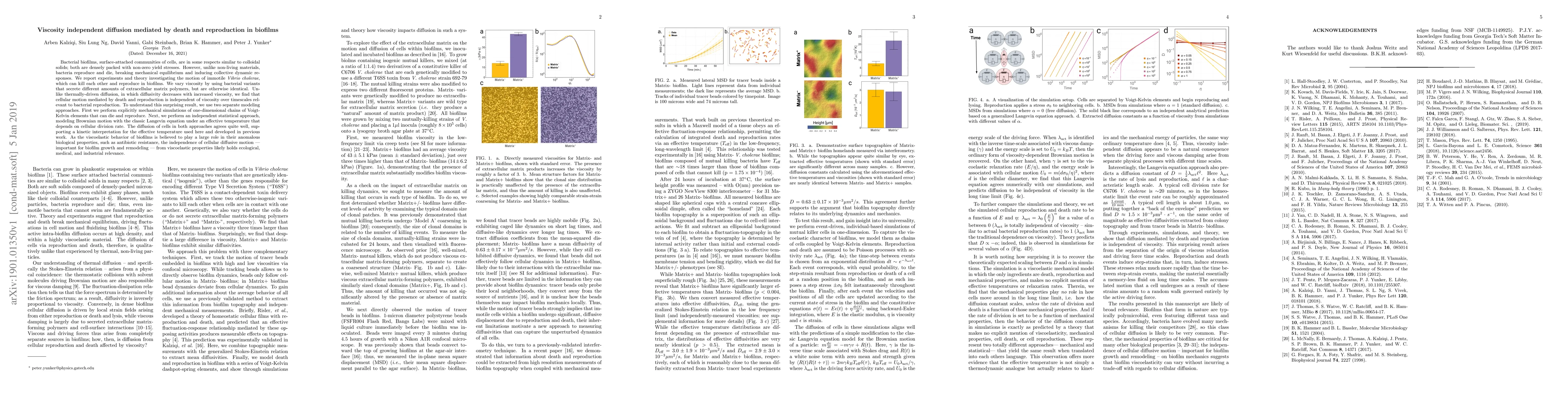 Thumbnail for Viscosity independent diffusion mediated by death and reproduction in
  biofilms