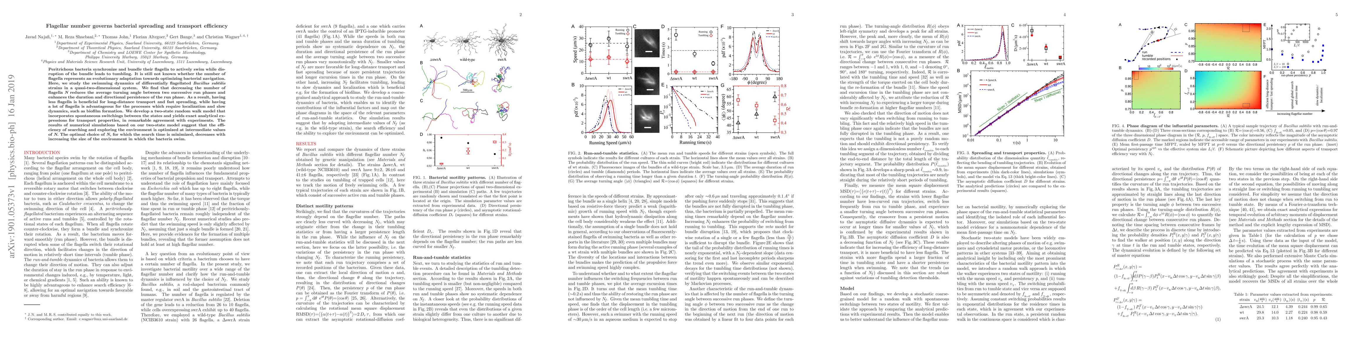 Thumbnail for Flagellar number governs bacterial spreading and transport efficiency