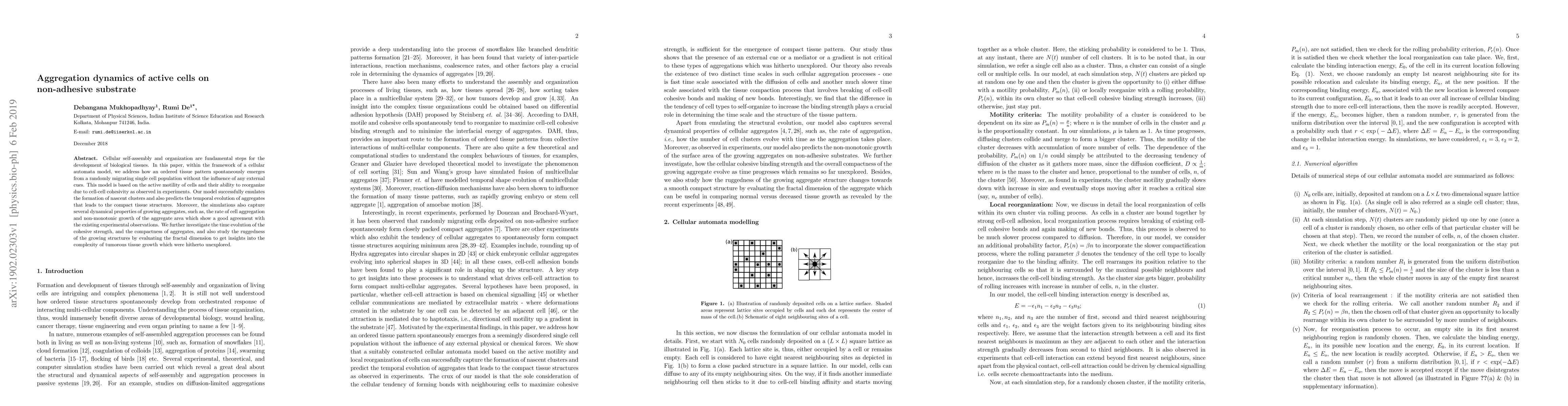 Thumbnail for Aggregation dynamics of active cells on non-adhesive substrate
