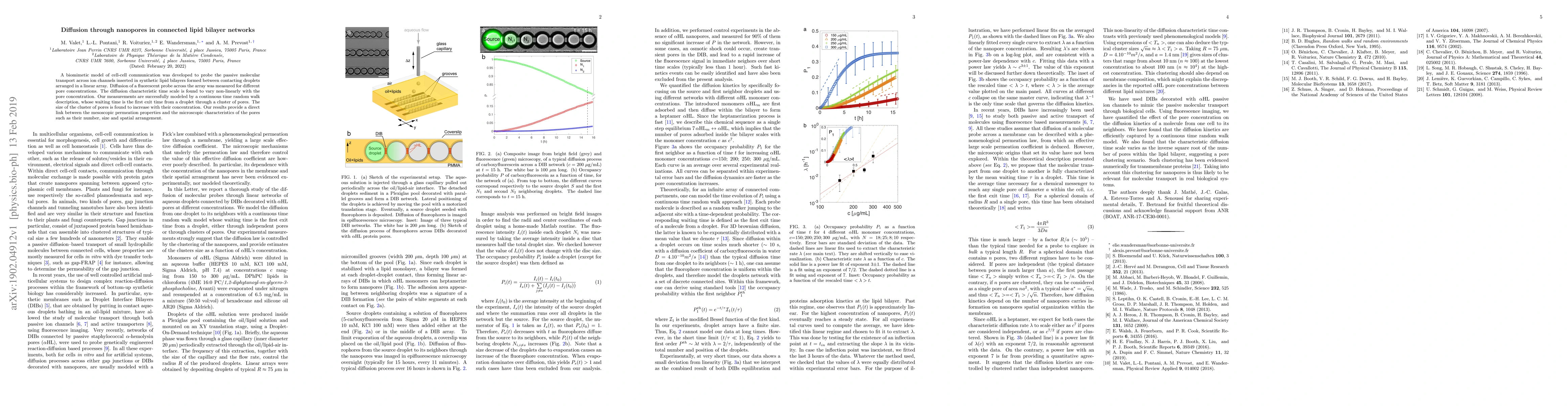 Thumbnail for Diffusion through nanopores in connected lipid bilayer networks