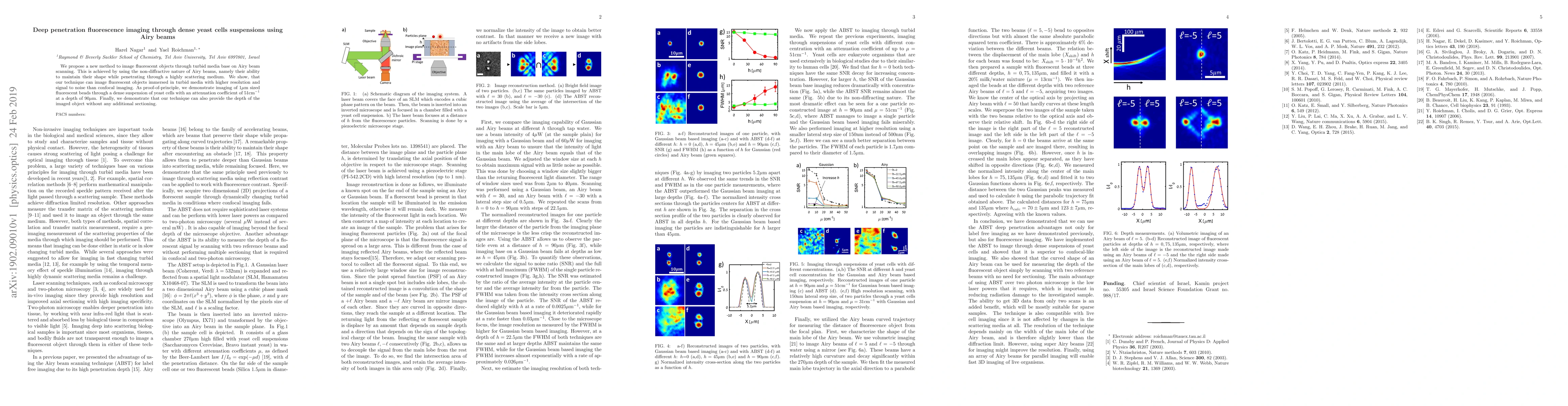 Thumbnail for Deep penetration fluorescence imaging through dense yeast cells
  suspensions using Airy beams