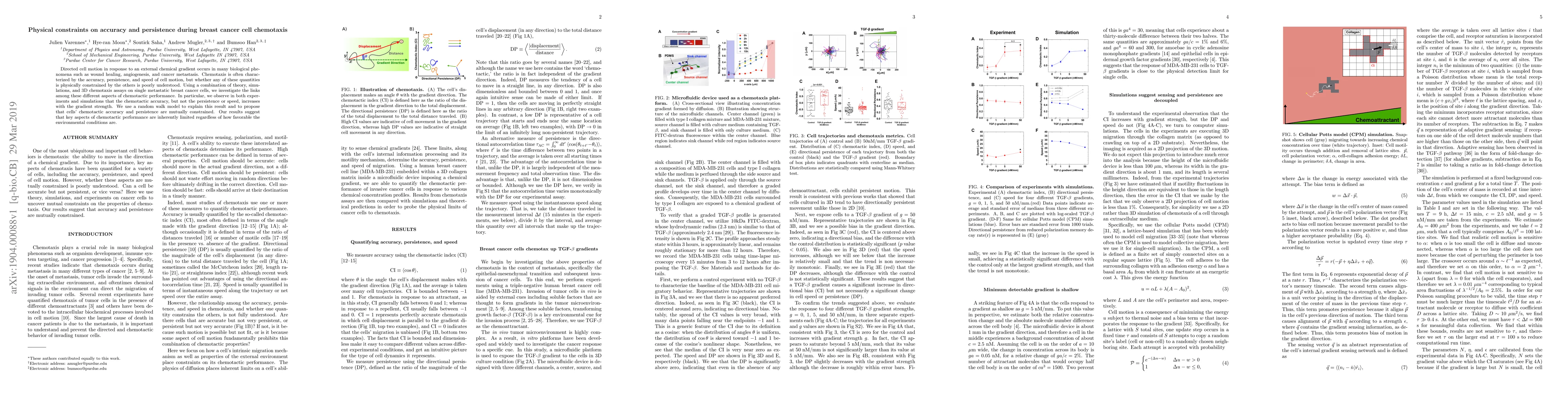 Thumbnail for Physical constraints on accuracy and persistence during breast cancer
  cell chemotaxis