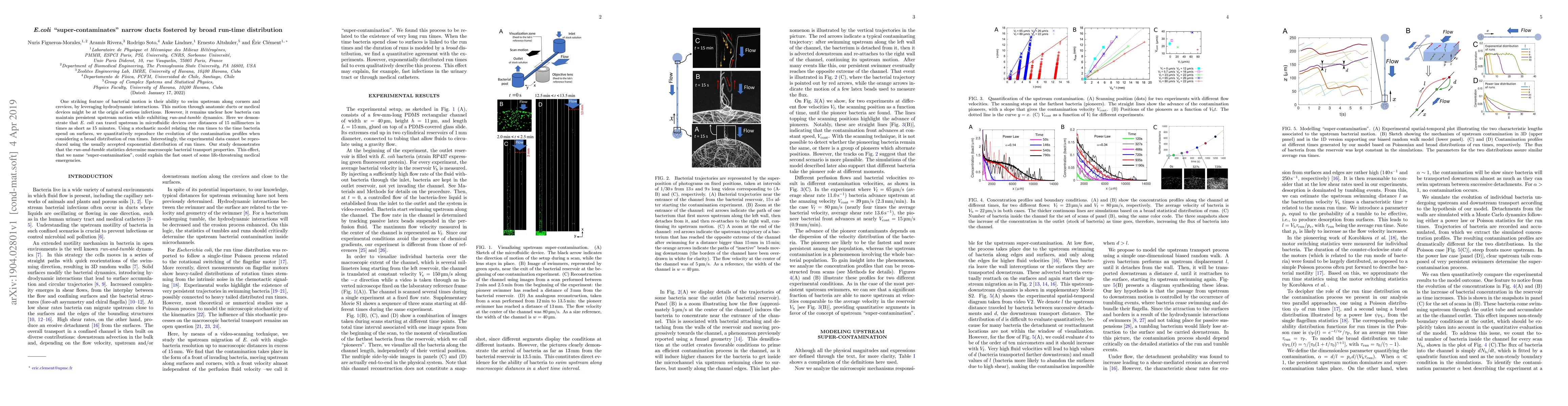 Thumbnail for E. coli "super-contaminates" narrow ducts fostered by broad run-time
  distribution
