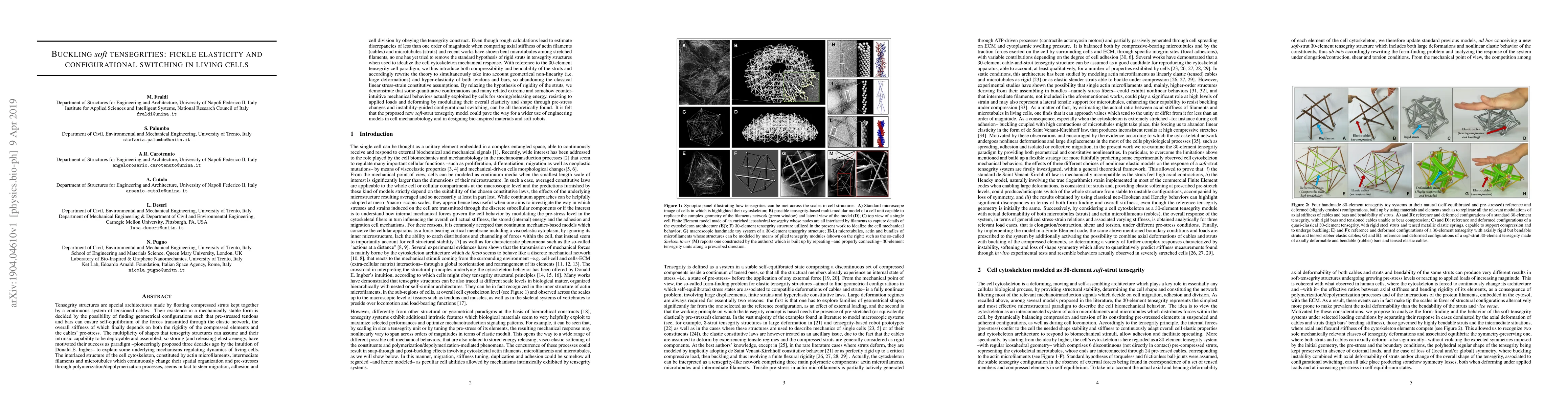 Thumbnail for Buckling Soft Tensegrities: Fickle Elasticity and Configurational
  Switching in Living Cells