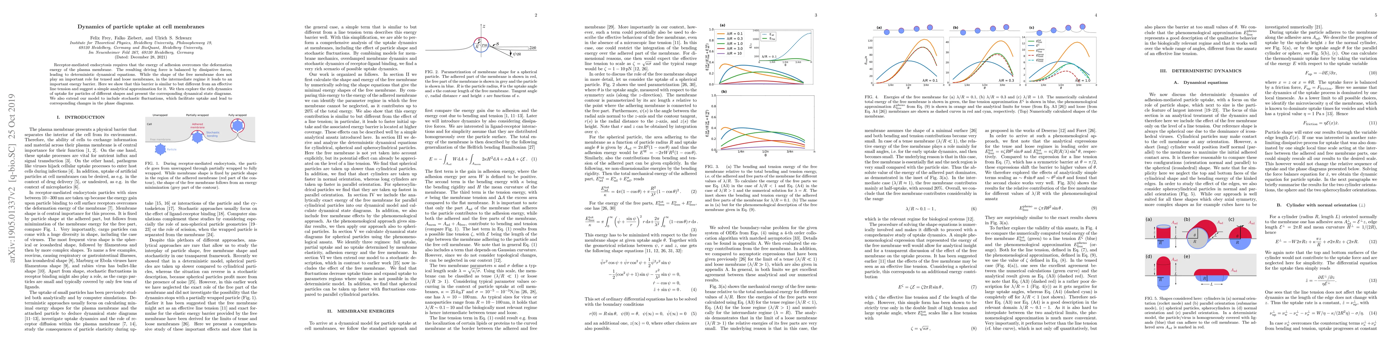 Thumbnail for Dynamics of particle uptake at cell membranes