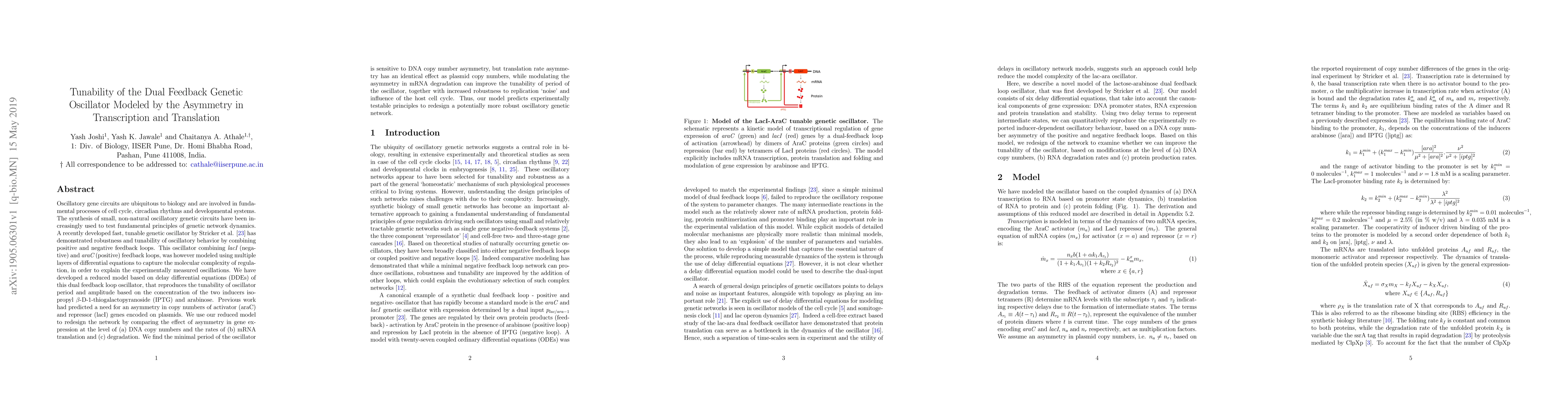 Thumbnail for Tunability of the Dual Feedback Genetic Oscillator Modeled by the
  Asymmetry in Transcription and Translation