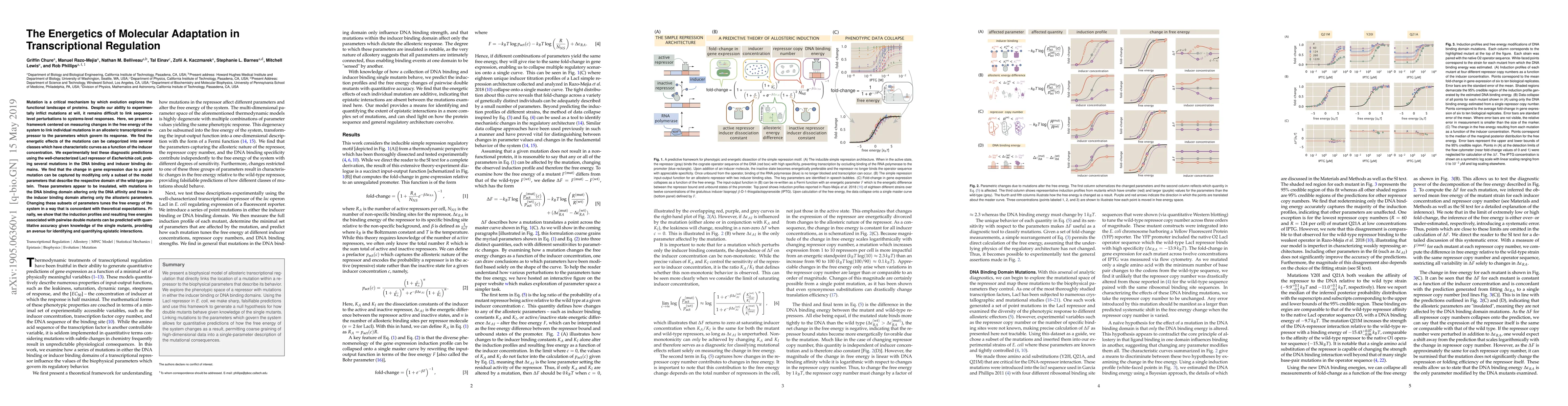 Thumbnail for The Energetics of Molecular Adaptation in Transcriptional Regulation