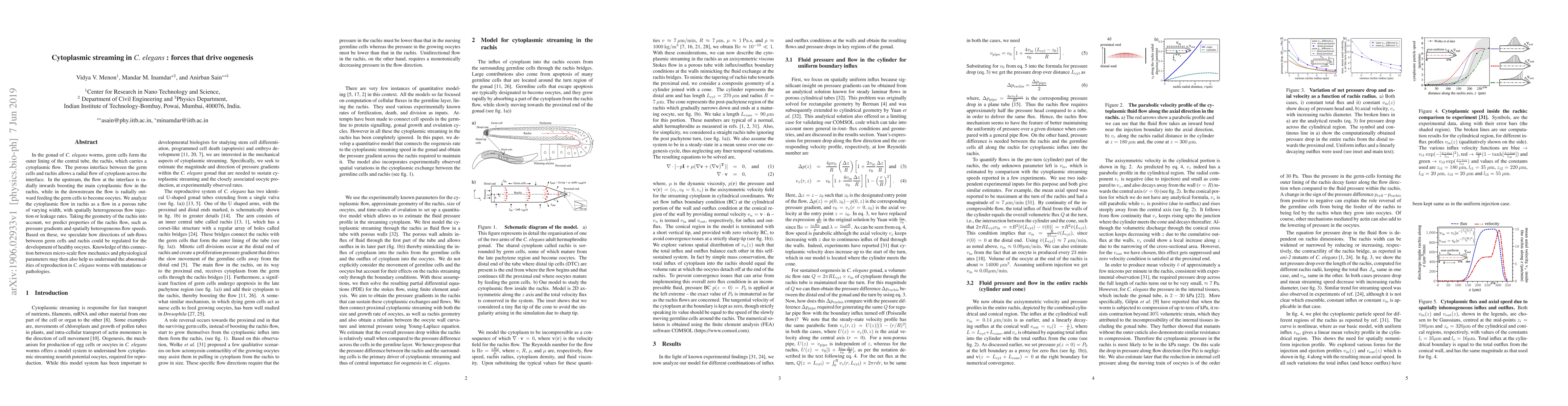Thumbnail for Cytoplasmic streaming in C. elegans: forces that drive oogenesis
