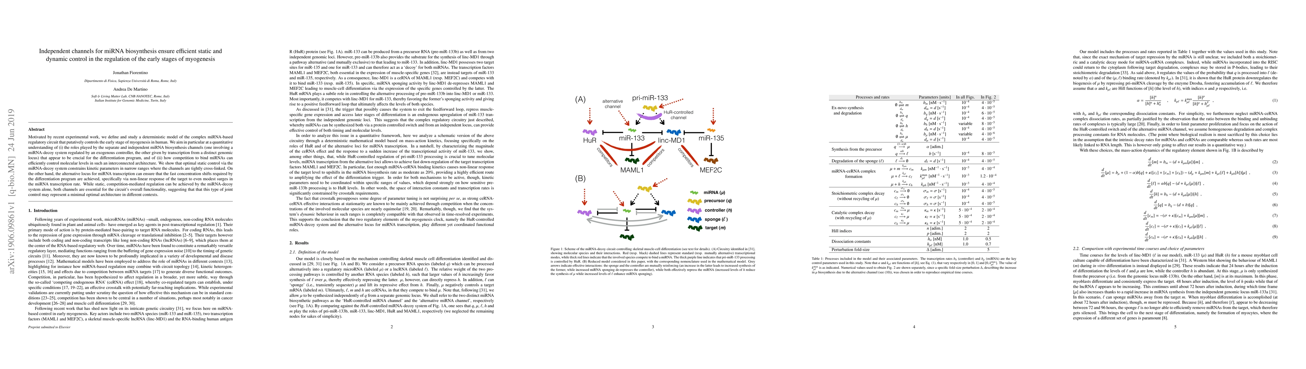 Thumbnail for Independent channels for miRNA biosynthesis ensure efficient static and
  dynamic control in the regulation of the early stages of myogenesis