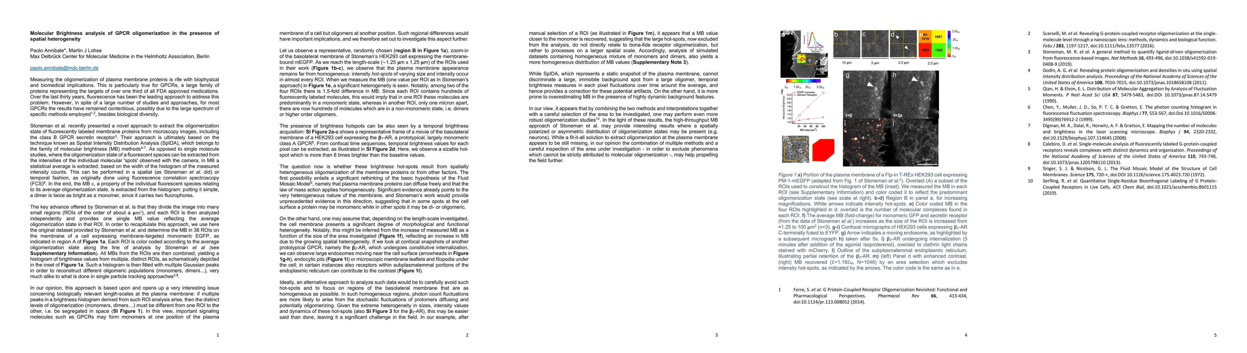 Thumbnail for Molecular Brightness analysis of GPCR oligomerization in the presence of
  spatial heterogeneity