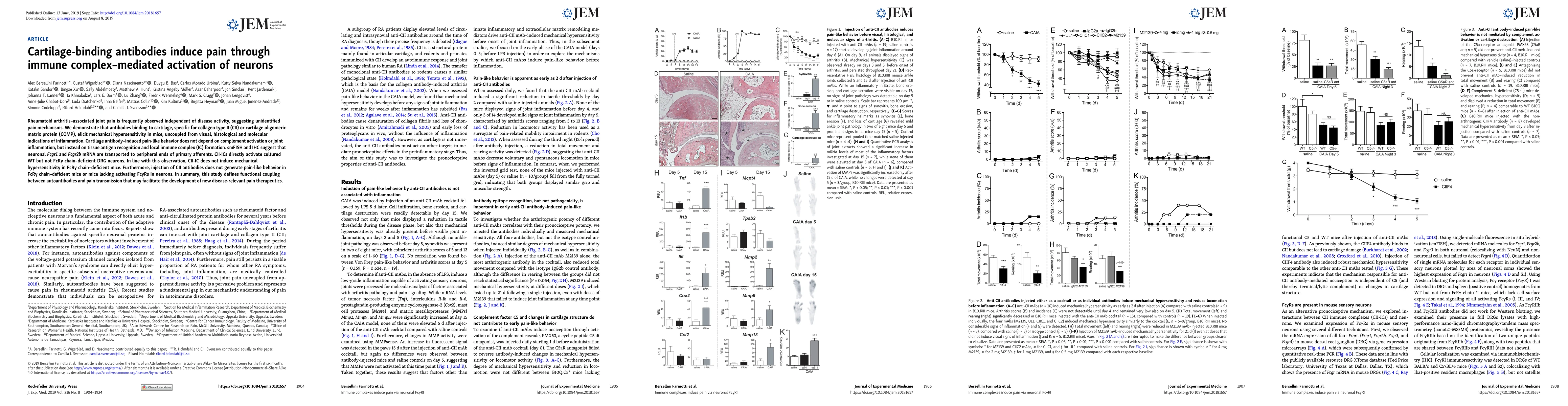 Thumbnail for Cartilage-binding antibodies induce pain through immune complex-mediated
  activation of neurons