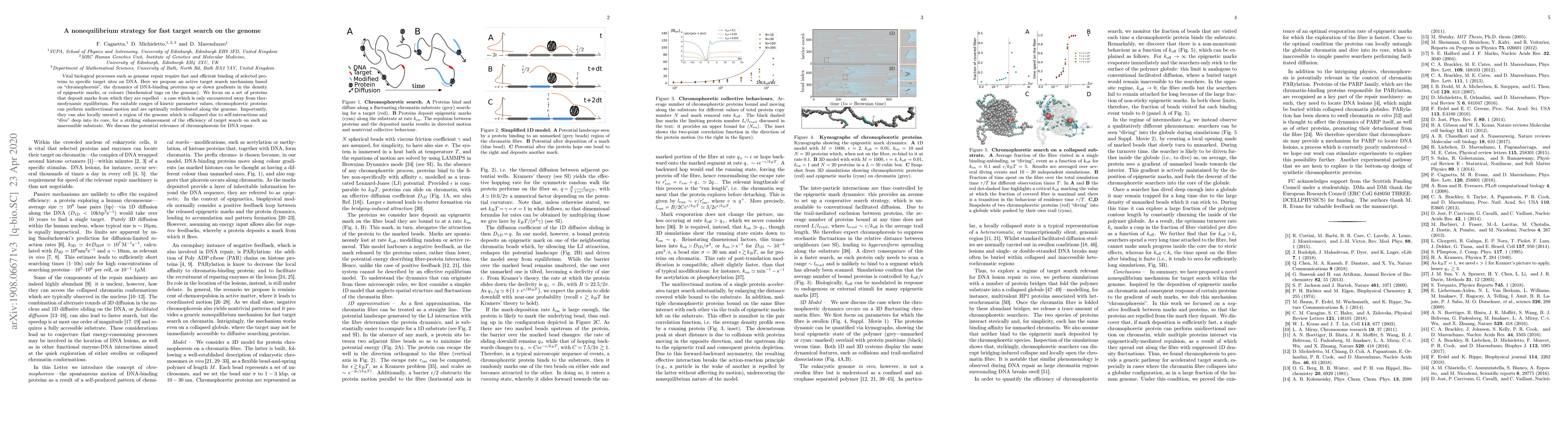 Thumbnail for A nonequilibrium strategy for fast target search on the genome