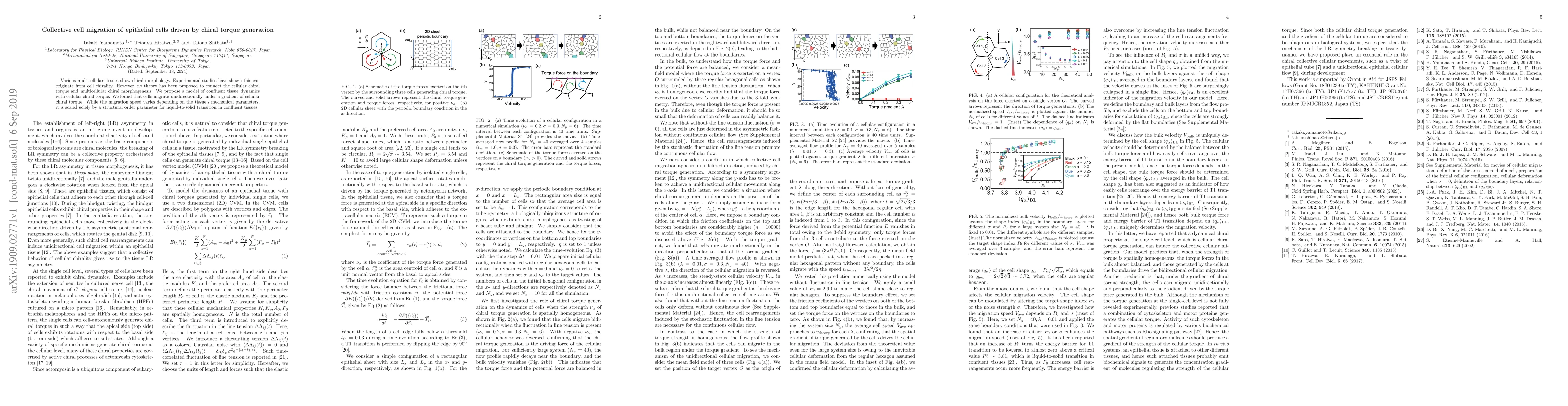 Thumbnail for Collective cell migration of epithelial cells driven by chiral torque
  generation
