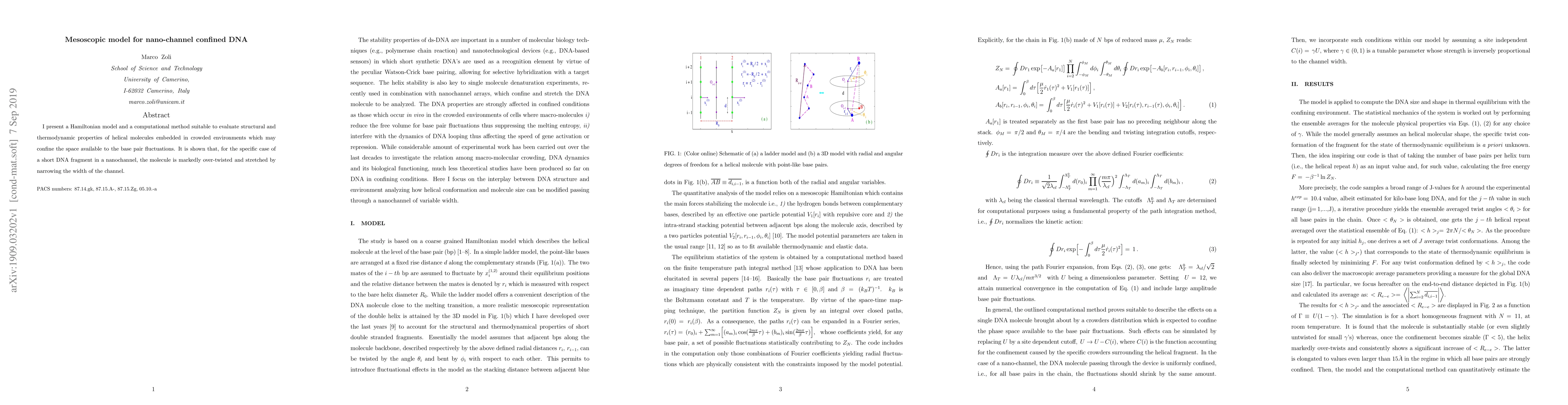 Thumbnail for Mesoscopic model for nano-channel confined DNA